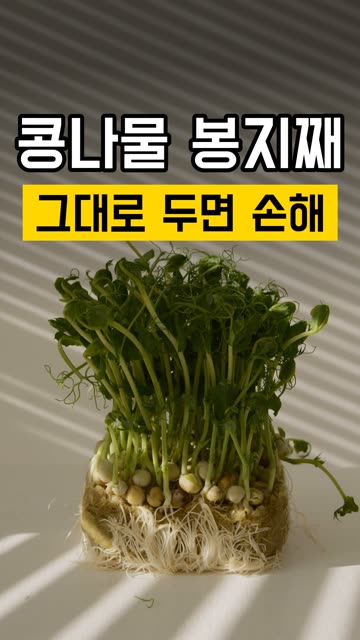 콩나물 세워서 물에 담가 둬 영상