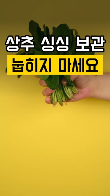 상추 눕혀서 보관하면 금방 무르는 이유