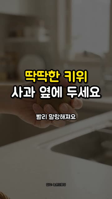 딱딱한 키위, 사과 옆에 두세요 🥝