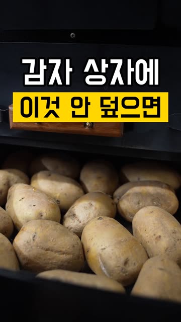 감자 상자째 두면 다 버립니다 영상